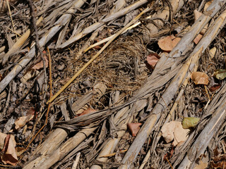 Bamboo scraps, collected garden waste, beautiful background