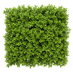 Obraz premium Dense green boxwood shrub with small leaves, top view isolated on transparent background