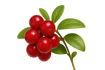 Obraz premium Close-up of a lingonberry branch displaying ripe, red berries and vibrant green leaves, isolated on a transparent background