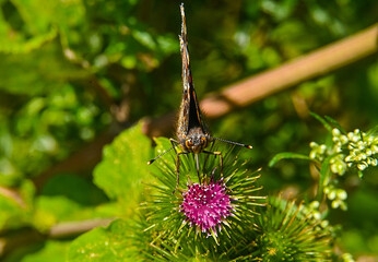 Admiral-Schmetterling von vorn auf einer Distelblüte