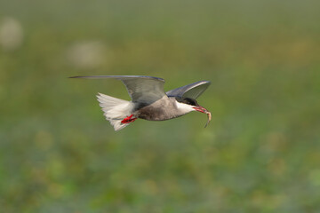 Whiskered Tern - Chlidonias hybrida in flight with spanned wings with fish in beak at green background. Photo from Danube Delta in Romania.