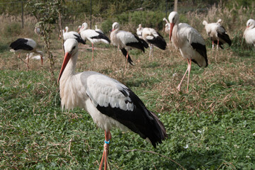 stork in quarantine. Stork in the reserve. stork in nature. Ukraine