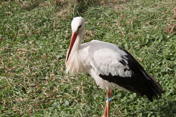 stork in quarantine. Stork in the reserve. stork in nature. Ukraine