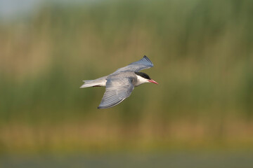 Whiskered Tern - Chlidonias hybrida in flight with spanned wings at green background. Photo from Danube Delta in Romania. 