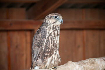 Photo of a bird in a reserve. Wildlife photo