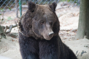 Black bear. Brown bear. Animal photography