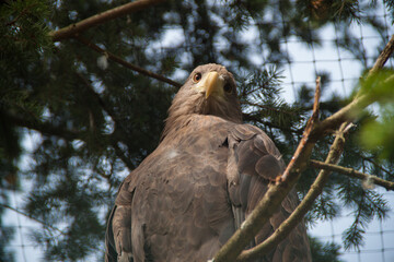 Photo of an eagle. Photo of a wild eagle. Eagle sitting on a branch. Ukraine nature