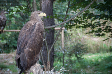 Photo of an eagle. Photo of a wild eagle. Eagle sitting on a branch. Ukraine nature