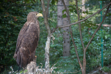 Photo of an eagle. Photo of a wild eagle. Eagle sitting on a branch. Ukraine nature