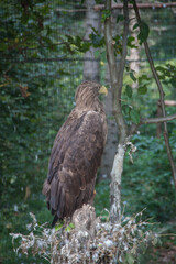 Photo of an eagle. Photo of a wild eagle. Eagle sitting on a branch. Ukraine nature