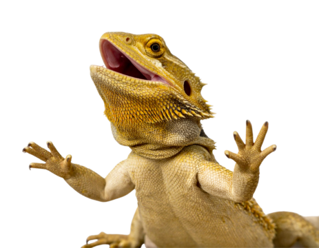 Bearded Dragon Lizard with Open Mouth in Defensive Posture, Front Angle, isolated transparent background png