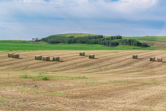 Hayfield with big bales of hay for livestock waiting to be hauled in from the field 