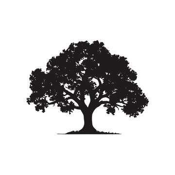 A magnificent tree silhouette stands in the sunlight, showcasing its natural beauty.