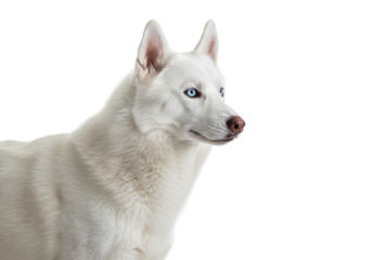 Majestic white siberian husky with piercing blue eyes. Cut out PNG