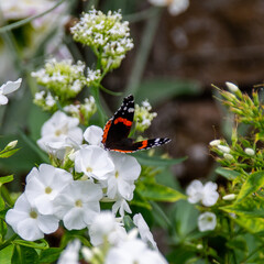 butterfly on flower