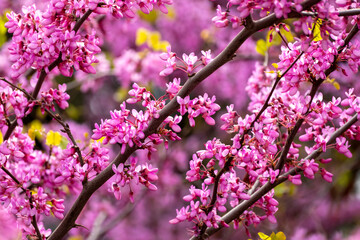 Vibrant pink flowers on judas tree branches. Colorful cercis flowers in full spring bloom. Purple...
