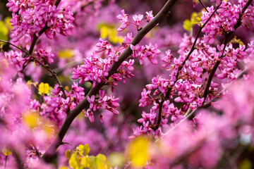 Vibrant pink flowers on judas tree branches. Colorful cercis flowers in full spring bloom. Purple blossoms of cercis tree in springtime. Springtime bloom of eastern redbud tree. 
