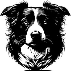 Fototapeta premium Border Collie's Intense Gaze: A stark monochrome rendering of a Border Collie's face, showcasing its intelligent, focused eyes and characteristic markings.