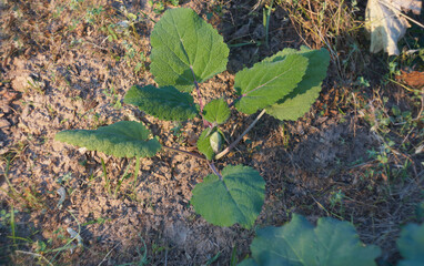 Flower buds with large leaves have sprouted.
