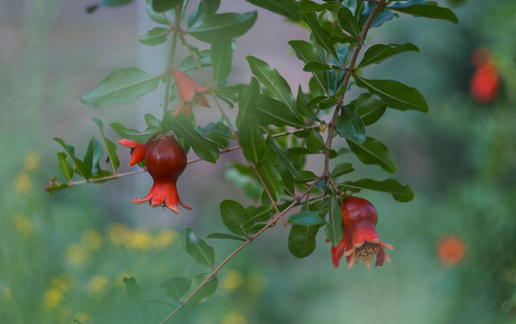 Pomegranate flowers are opening from buds on pomegranate branches.