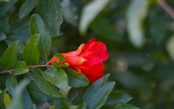 Pomegranate flowers are opening from buds on pomegranate branches.