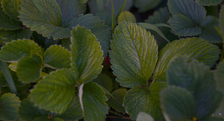 Strawberry leaves are visible in the strawberry patch