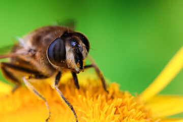 Macro photo of a honey bee collecting nectar on a bright yellow flower with a soft green...