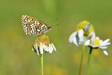 wildlife photos. photos of butterflies in natural areas.