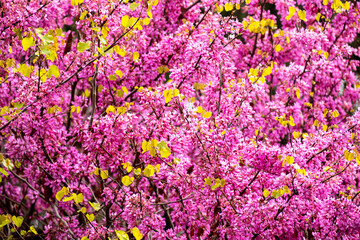 Vibrant pink flowers on judas tree branches. Colorful cercis flowers in full spring bloom. Purple blossoms of cercis tree in springtime. Springtime bloom of eastern redbud tree. 