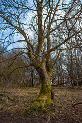 old tree in the forest