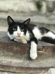 black and white cat