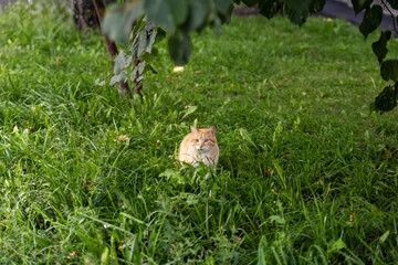cat in the grass