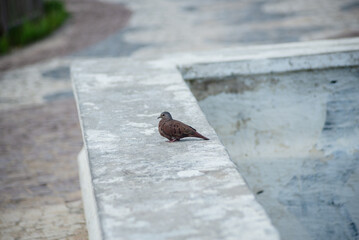 A dove bird standing on a cement bench on the edge of a beach. Wild animal