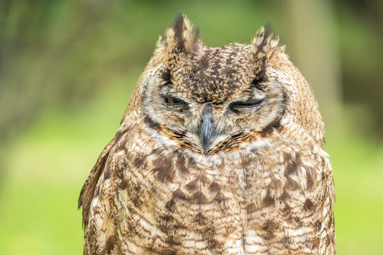 Great horned owl resting in natural surroundings