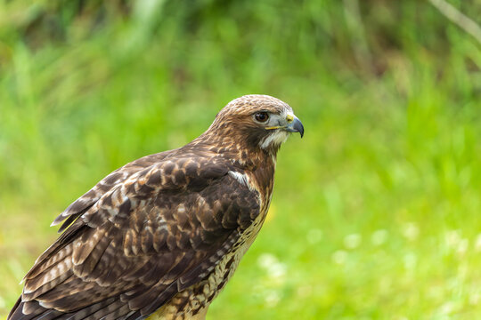 Peregrine falcon poised in lush green setting