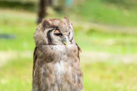 Verreaux's eagle owl in serene natural setting
