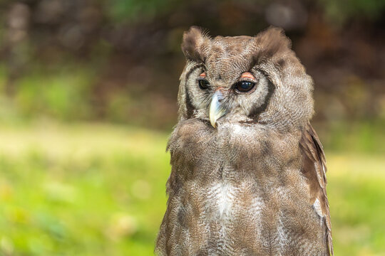 Verreaux's Eagle Owl in its natural habitat
