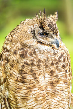 Great horned owl portrait in natural habitat