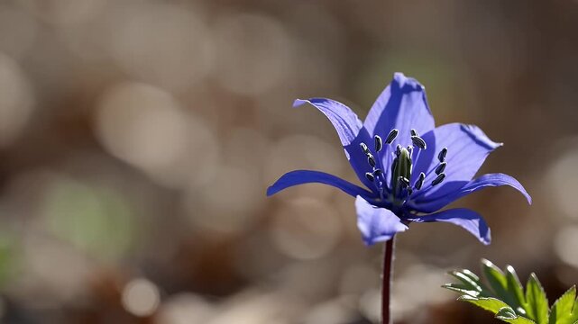 4K macro footage of Hepatica nobilis blooming in early spring capturing the soft violet blue petals and blurred natural background in a calming woodland setting with floral detail