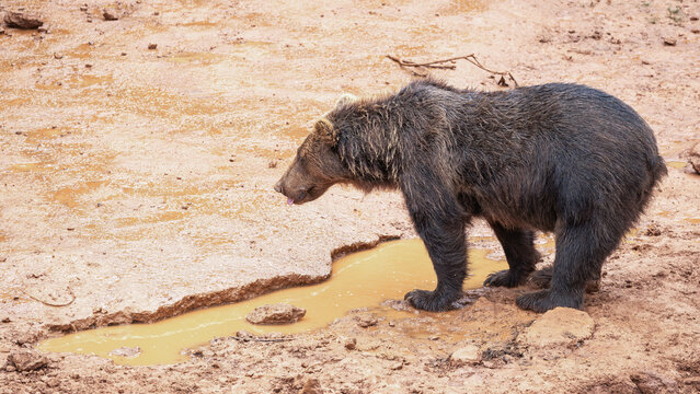 Brown bear in muddy habitat near water pool