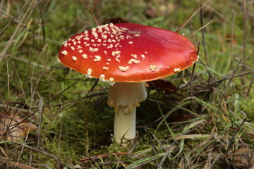 fly agaric mushroom