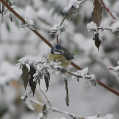 great tit on a branch
