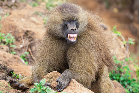Baboon Displaying Dominance in African Habitat
