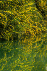 Yellow flower tree reflected in calm spring waters. Tranquil river and blossoming tree in springtime. Scenic reflection of yellow blossoms on river surface. Golden blooming trees by a flowing river.