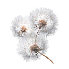 Obraz premium Fluffy dandelion seed heads, close-up, white background, nature