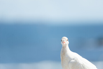 Close-up of a white pigeon standing still. Blurred background against sea and sky. Attentive bird.