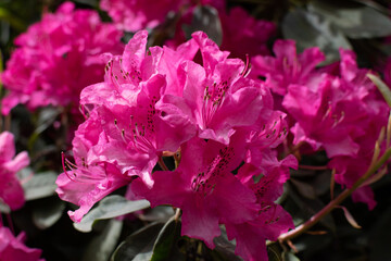 pink flowers