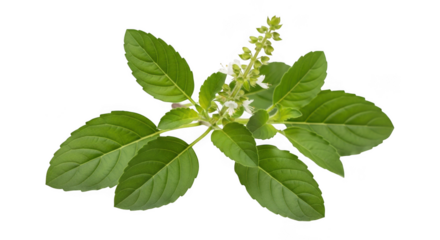 Holy basil tulsi plant with leaves and flowers isolated on transparent background