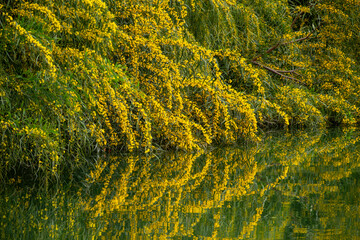 Yellow flower tree reflected in calm spring waters. Tranquil river and blossoming tree in springtime. Scenic reflection of yellow blossoms on river surface. Golden blooming trees by a flowing river.