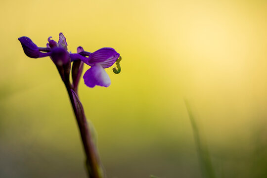Wild orchid blooming with vibrant Iberian charm